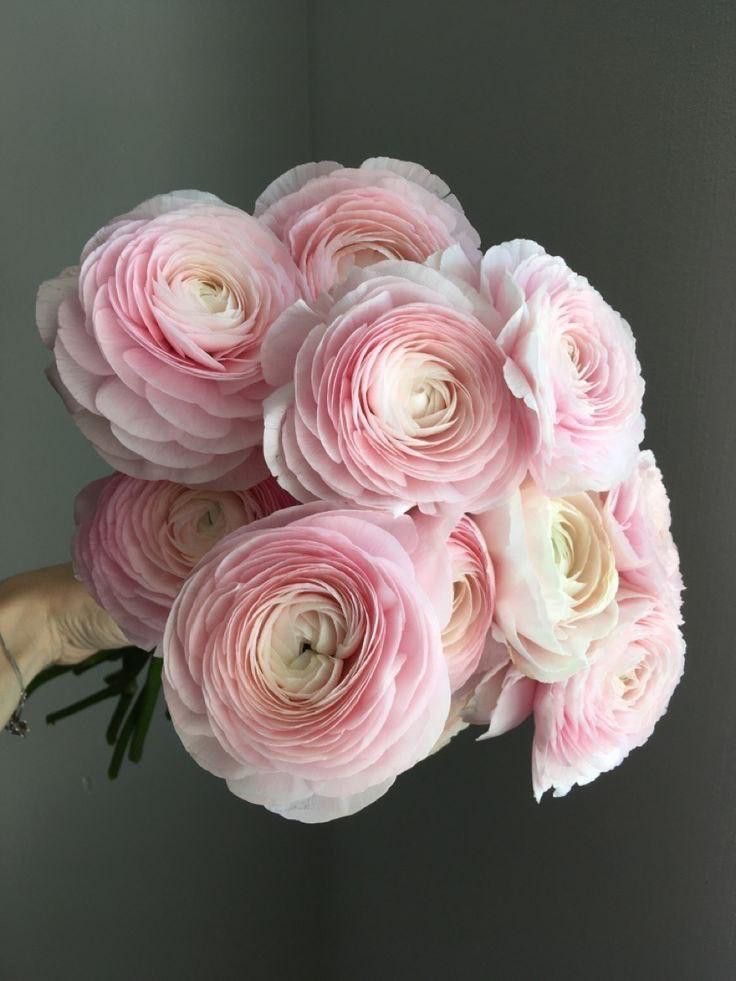 Monobouquet of ranunculus in the online flower shop BlumenHorizon